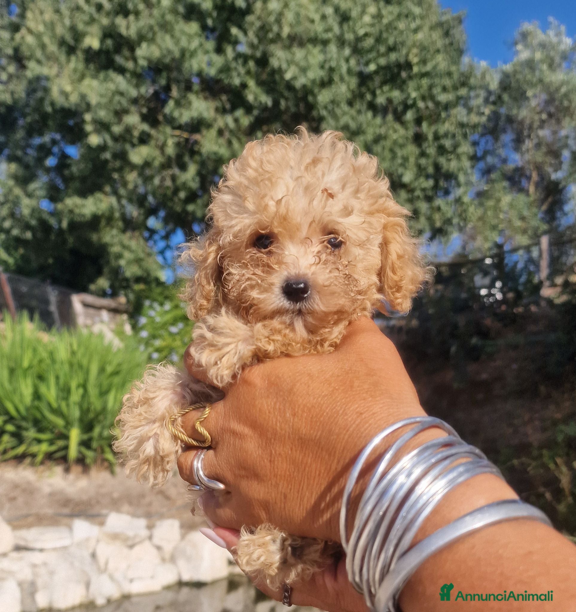 Barboncino cani Barboncino - Annuncio 8