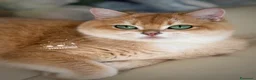 British gatti in vendita: British Shorthair Black Golden Shell - Annuncio 10