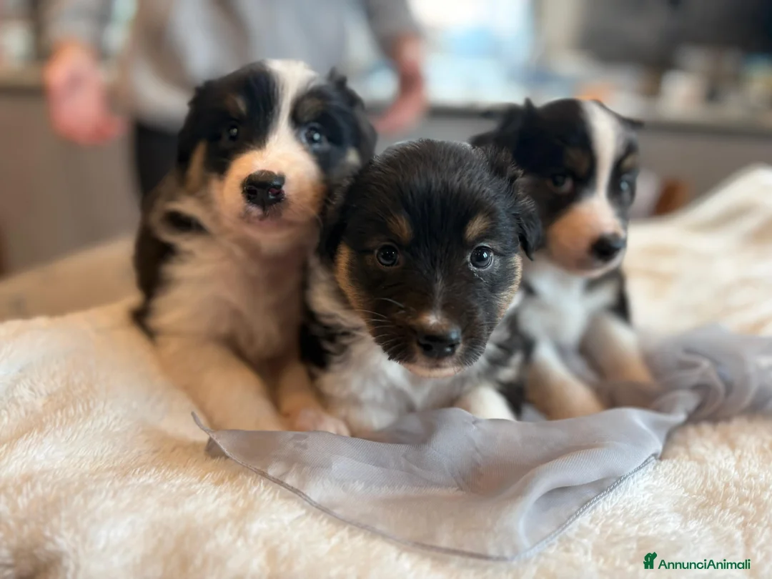 Australian Shepherd cani in vendita: Vendita cuccioli australian  shepherd  - Annuncio 10