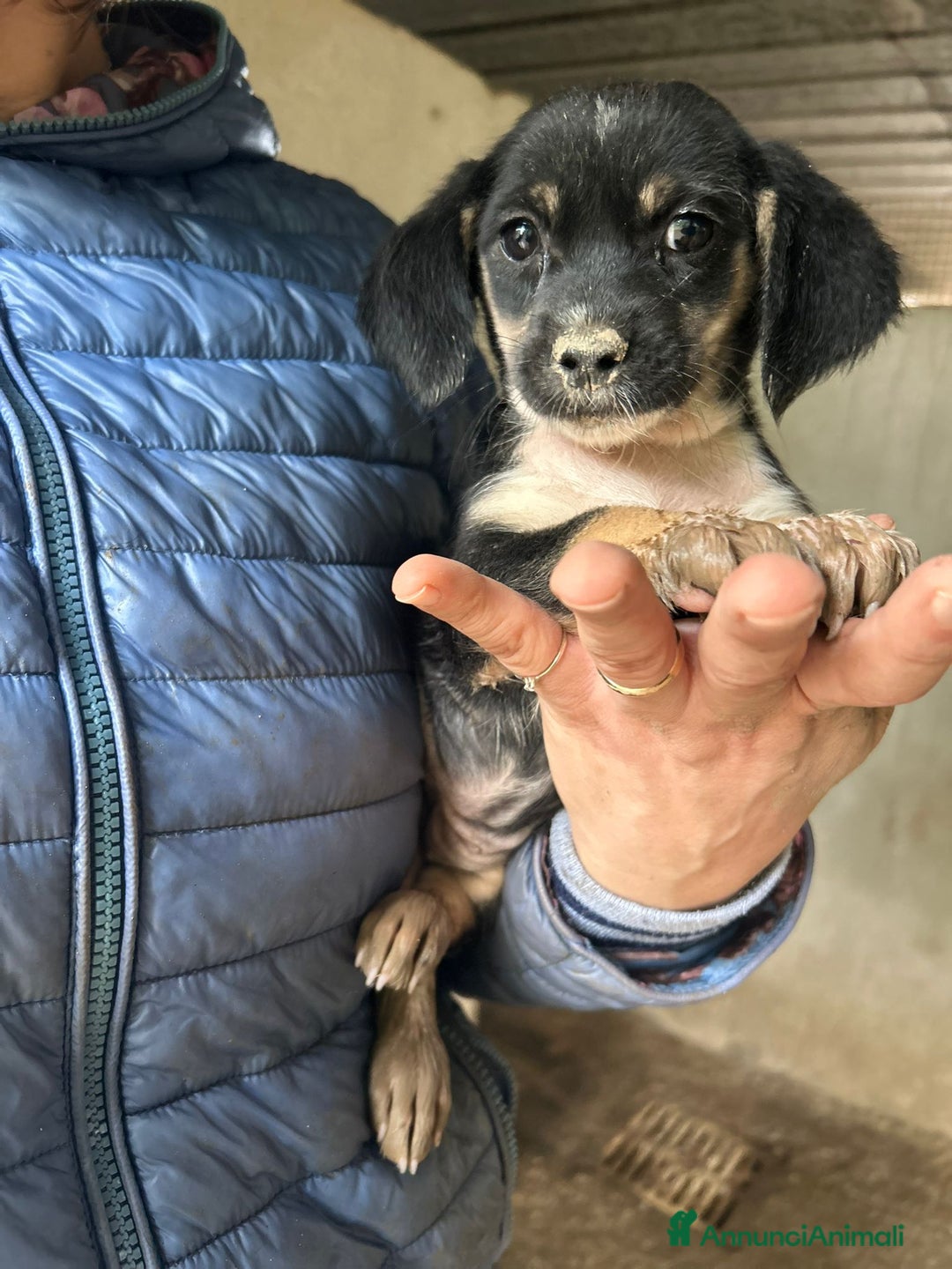 Meticcio cani in regalo: CUCCIOLE TG P - Annuncio 2