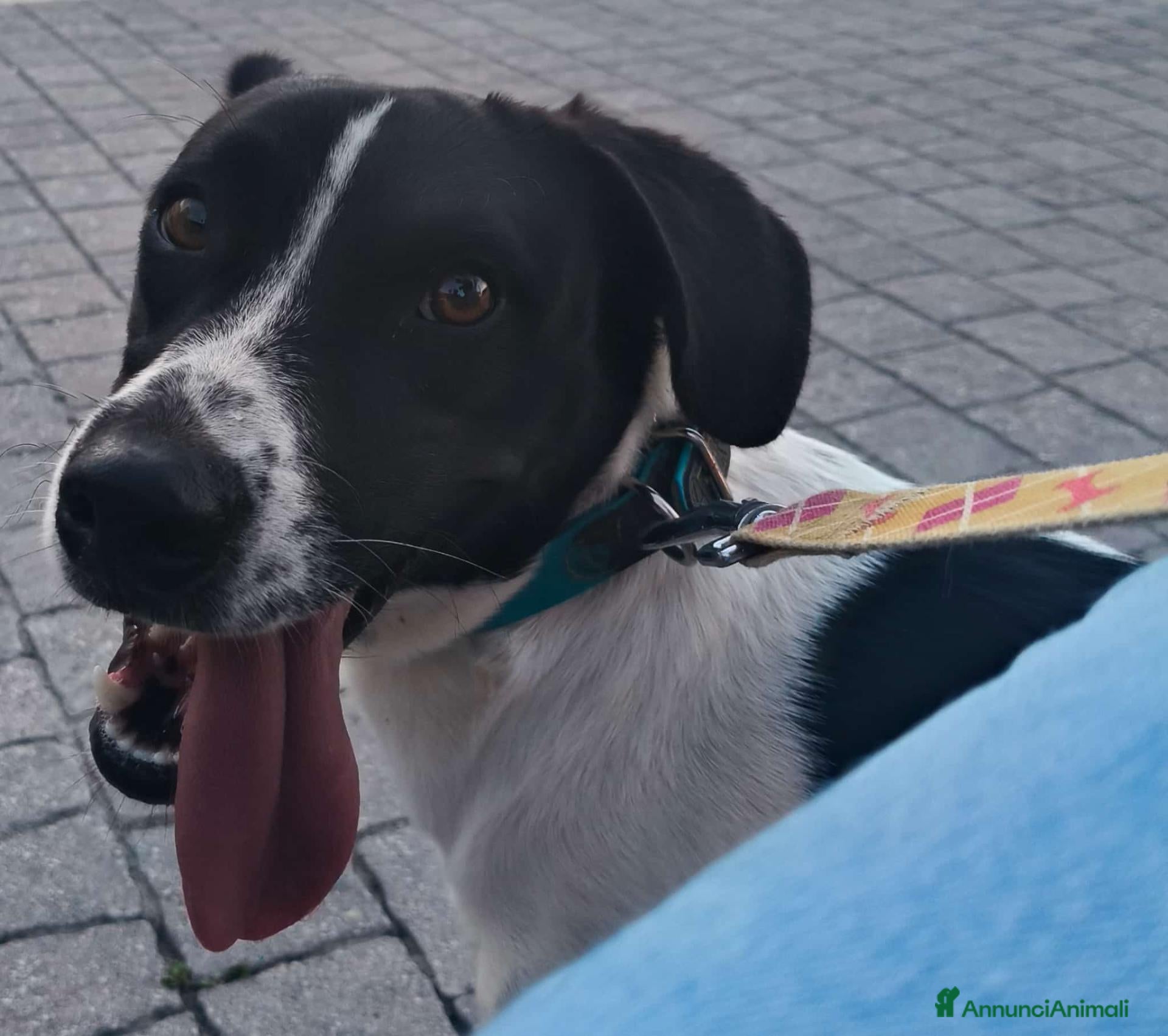 Meticcio cani tommy cagnolino socievolissimo - Annuncio 25