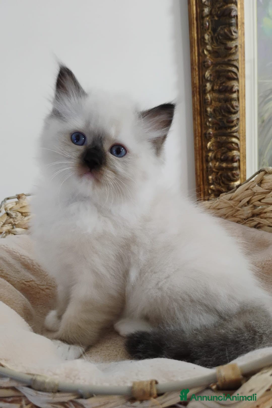Ragdoll gatti in vendita: Bellissimi cuccioli Ragdoll  a Provincia di Bergamo - Annuncio 4