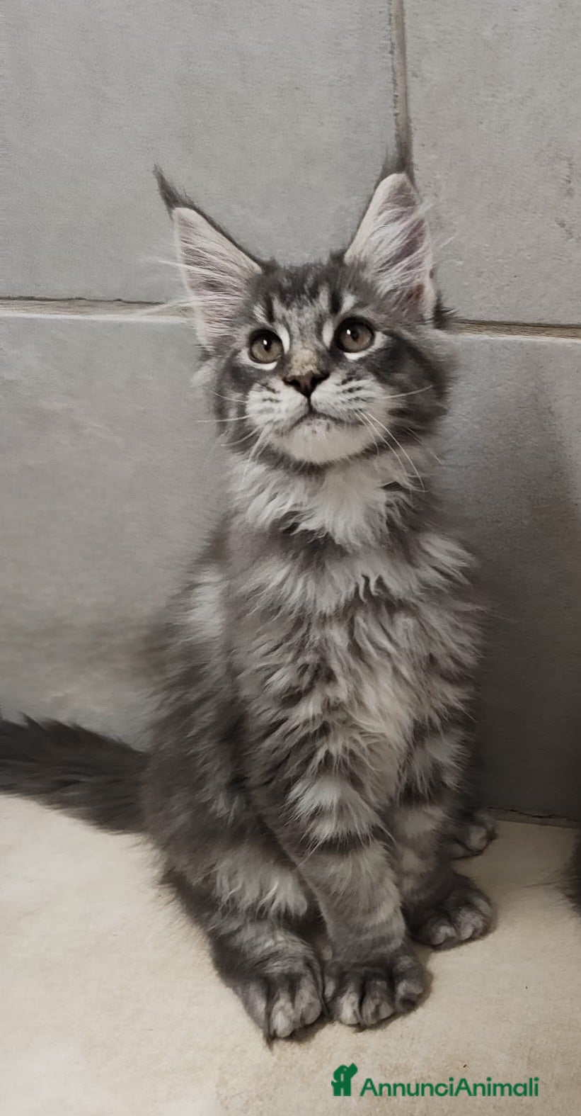 Maine Coon gatti Cuccioli di Maine Coon TOP linea americana  - Annuncio 10