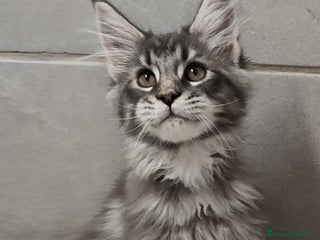 Maine Coon gatti Cuccioli di Maine Coon TOP linea americana - Annuncio 1