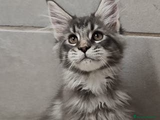 Maine Coon gatti Cuccioli di Maine Coon TOP linea americana - Annuncio 26