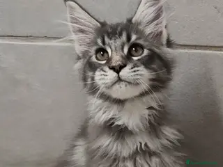 Maine Coon gatti Cuccioli di Maine Coon TOP linea americana - Annuncio 19