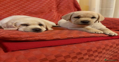 Labrador cani - Annuncio 4
