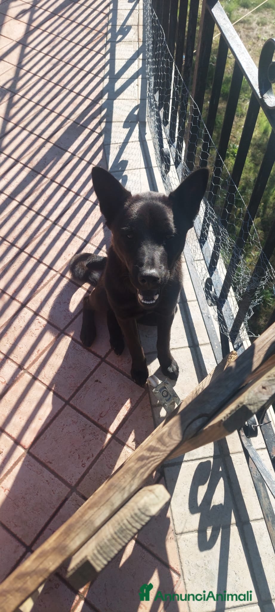 Altre razze cani Pastore belga  - Annuncio 39