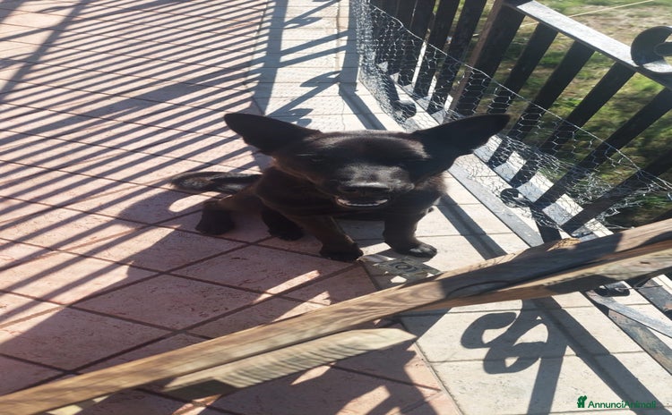 Altre razze cani - Annuncio 12