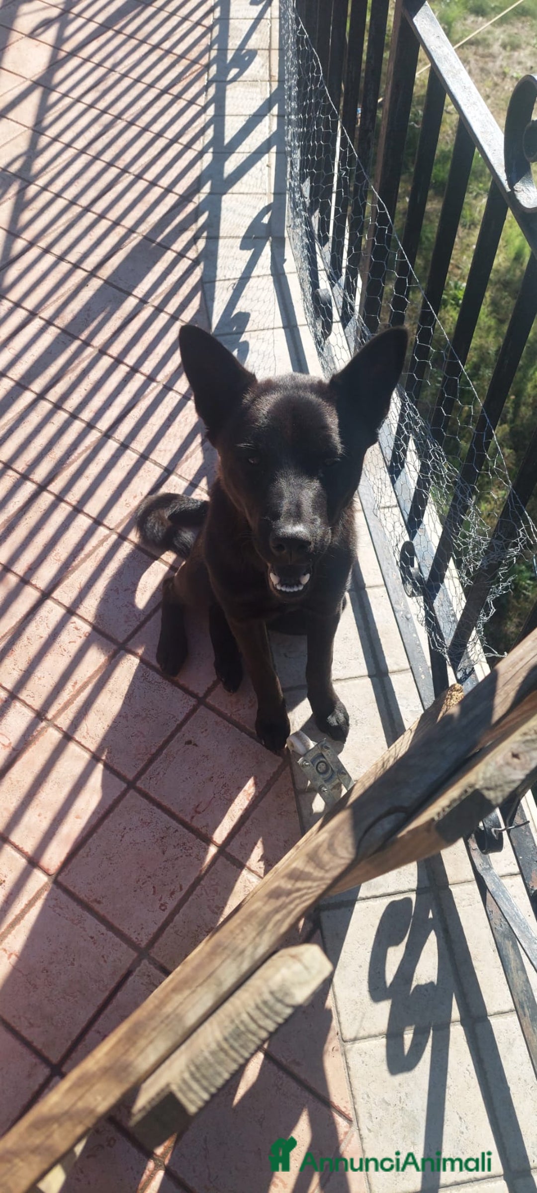 Altre razze cani in regalo: Pastore belga  - Annuncio 1