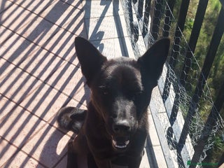 Altre razze cani Pastore belga - Annuncio 26