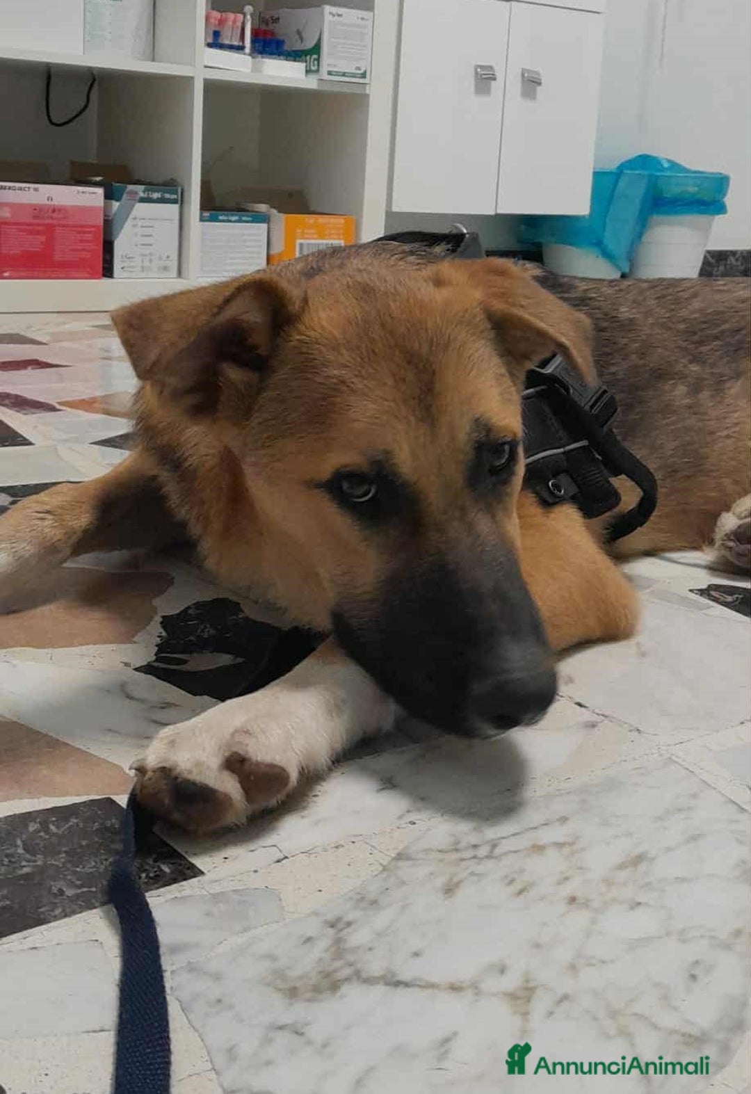 Meticcio cani in regalo: stupendo Coffy in regalo - Annuncio 4