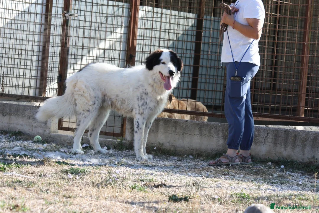 Meticcio cani in regalo: Giulio Cesare spettacolo in adozione  - Annuncio 8