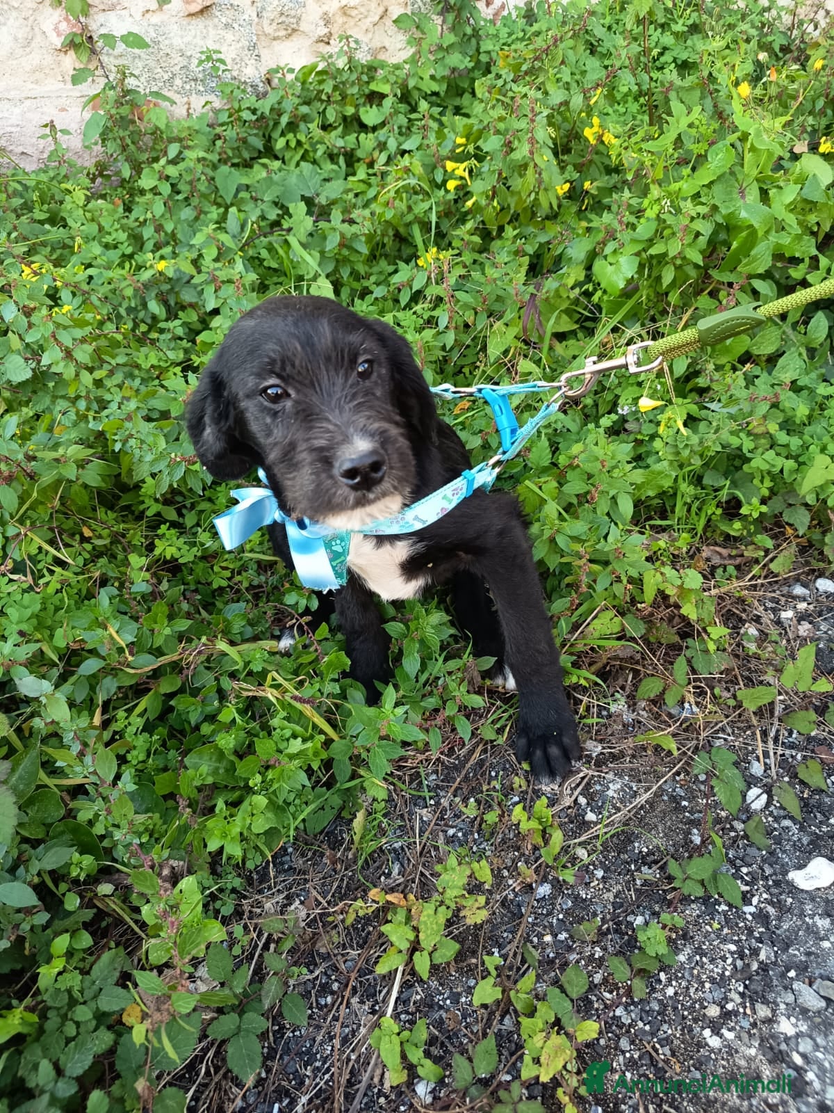 Meticcio cani UNA MAMMA PER SIRIO - Annuncio 2