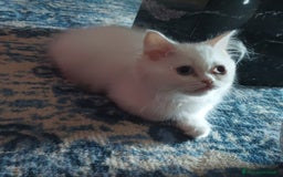 Persiano gatti in vendita: Gatto y a Provincia di Macerata - Immagine 1