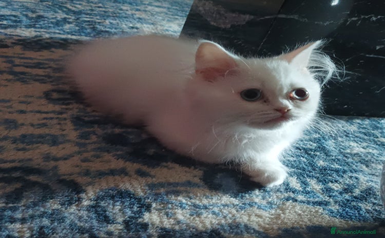 Persiano gatti a Provincia di Macerata - Annuncio 10