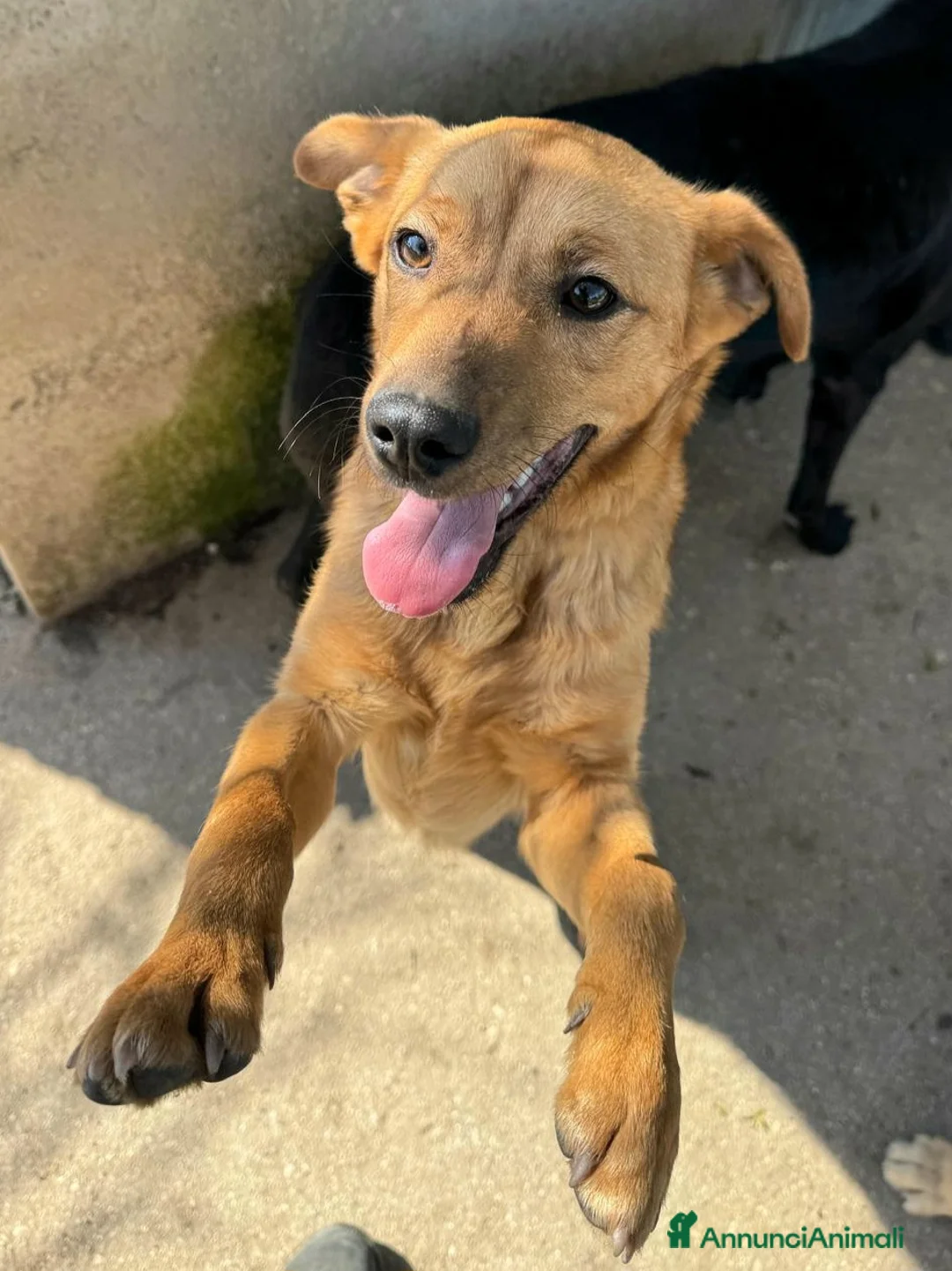 Meticcio cani in regalo: Mino 1 anno taglia piccola  - Annuncio 2