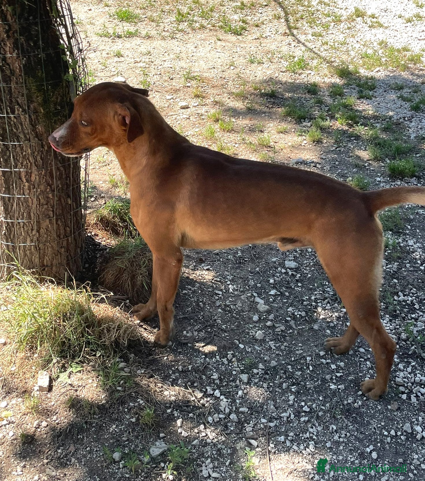 Meticcio cani in regalo: DOLCISSIMO CORFU' a Città metropolitana di Roma Capitale - Annuncio 8