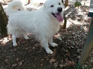 Meticcio cani CARATTERE SPLENDIDO, BELLISSIMO 3 ANNI - Annuncio 2