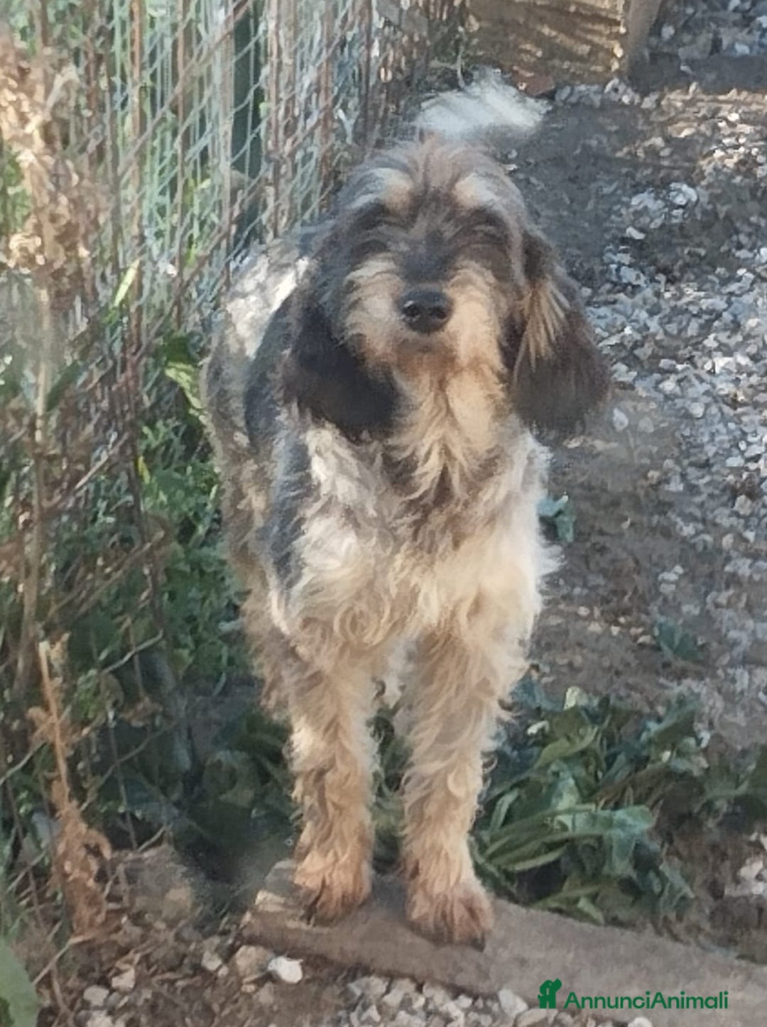 Griffon Nivernais cani in regalo: Simil segugia un anno 18kg socievole - Annuncio 1