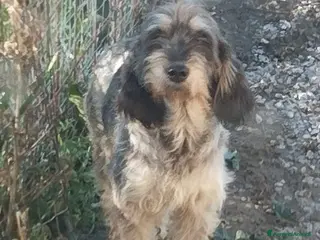 Griffon Nivernais cani in regalo: Simil segugia un anno 18kg socievole - Annuncio 2