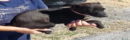 Meticcio cani in regalo: Ebony - Annuncio 4