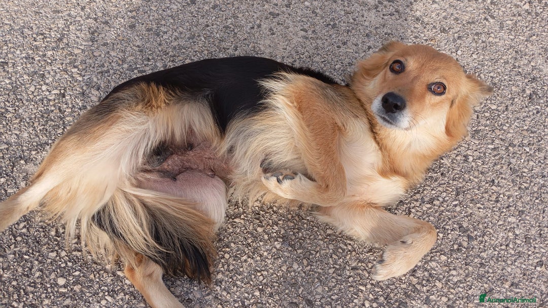 Meticcio cani in regalo: Cagnolina di taglia media piccola  - Annuncio 2