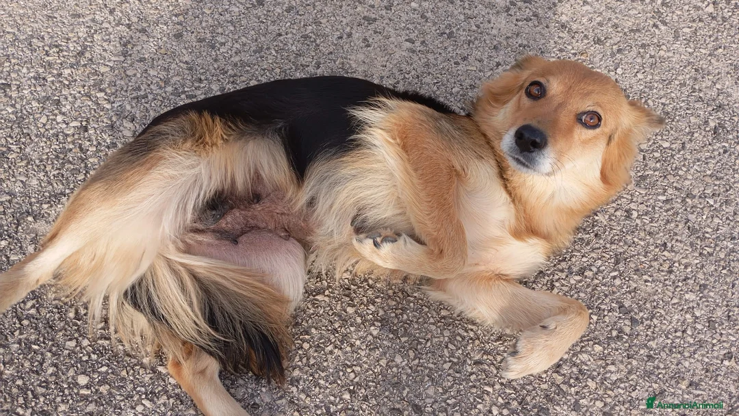 Meticcio cani in regalo: Cagnolina di taglia media piccola  - Annuncio 2