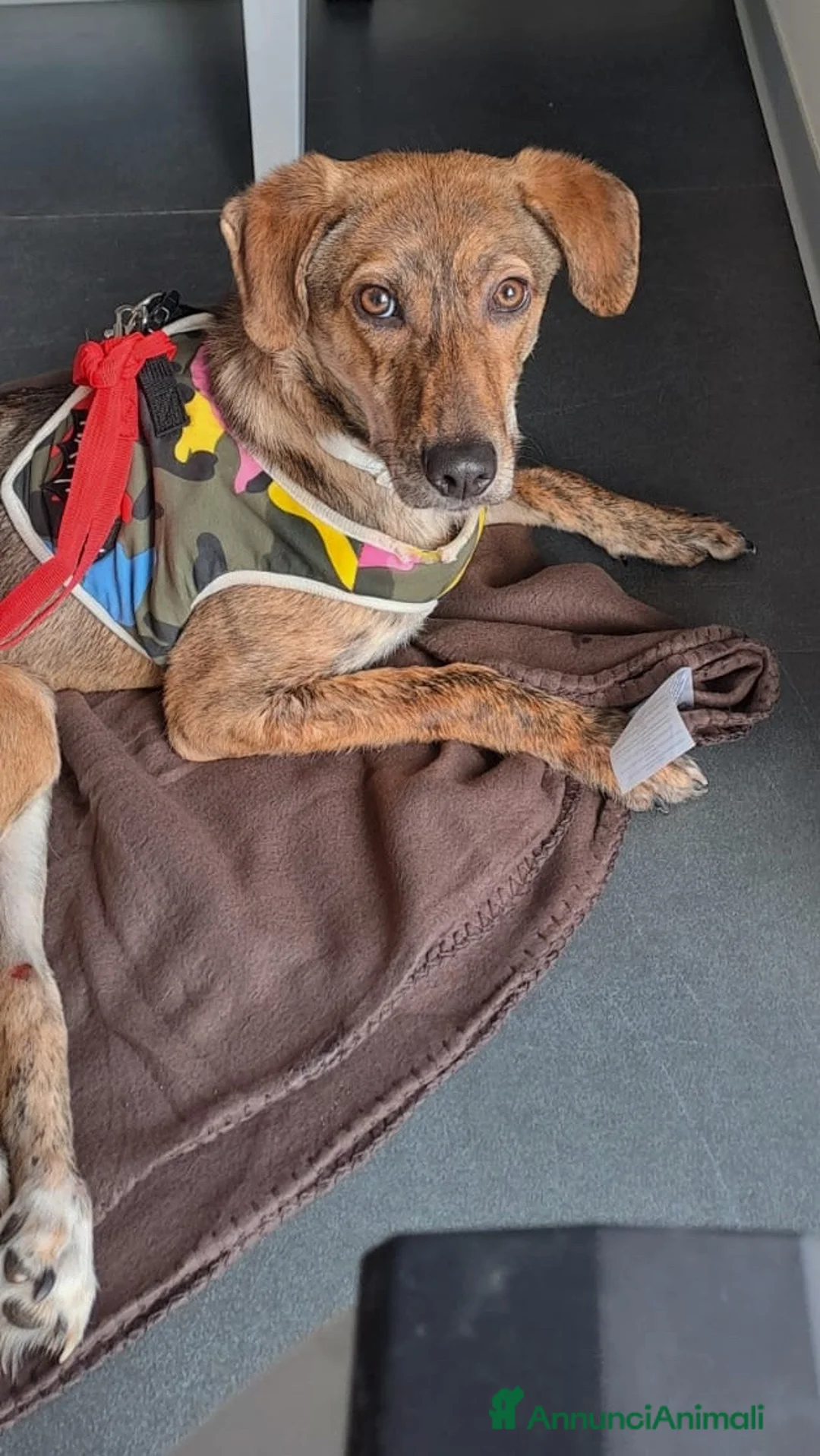 Meticcio cani in regalo: Bimba  a Provincia di Savona - Annuncio 2