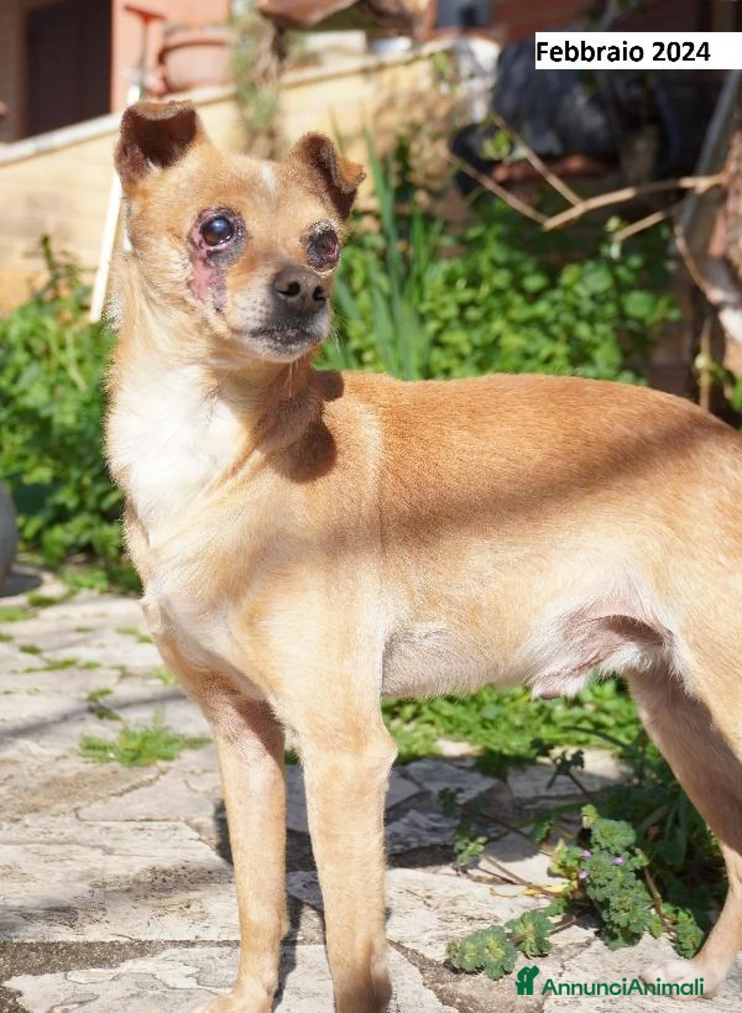 Altre razze gatti in regalo: Nocciola, derivato pinscher detto pierrot - Annuncio 6