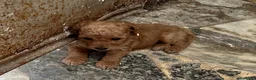 Barboncino cani in vendita: Barboncini maschietti a Provincia di Salerno - Annuncio 4