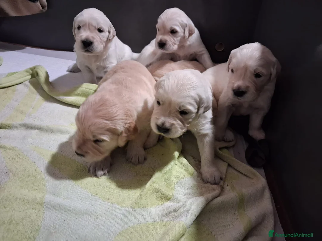 Golden Retriever cani in vendita: Vendesi cuccioli Golden Retriever - Annuncio 3