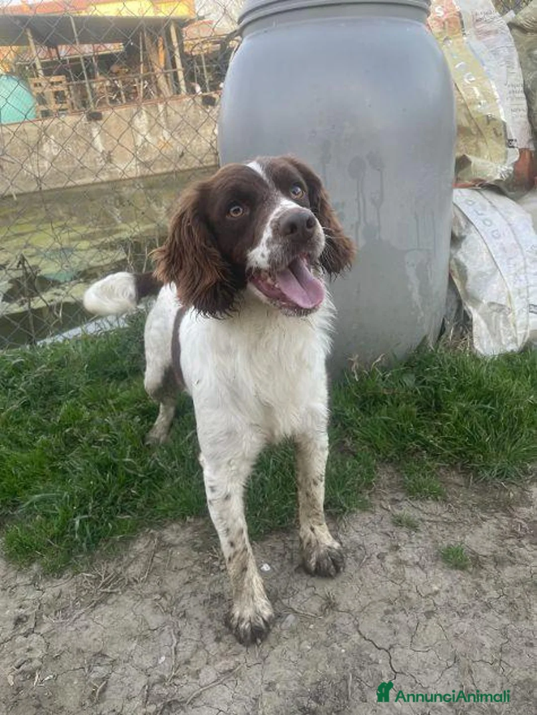 Meticcio cani in regalo: LUCIO timido ma anche dolce - Annuncio 1