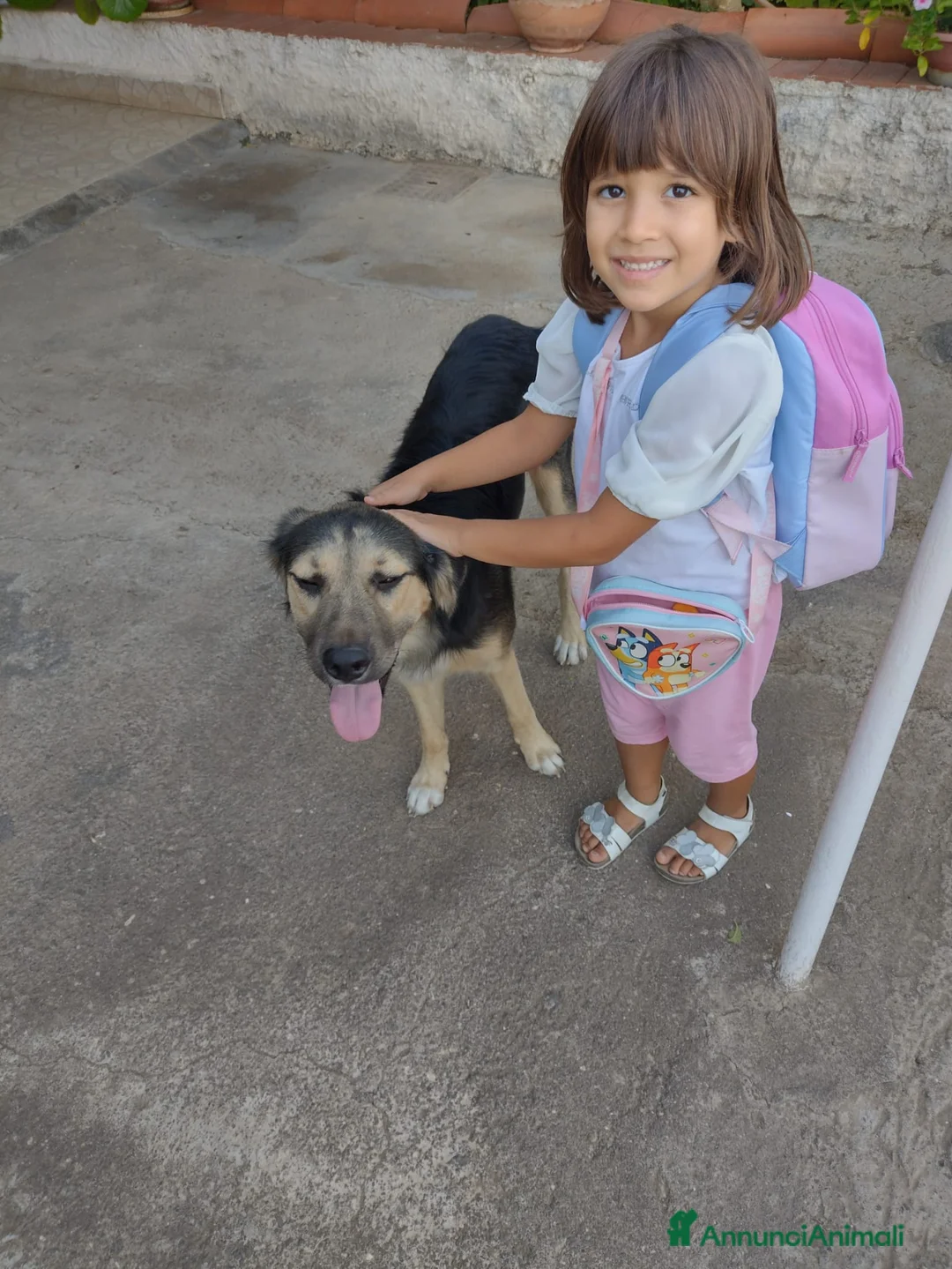 Meticcio cani in regalo: Ciao a tutti dallo Splendido Remì.! (Catania) - Annuncio 2