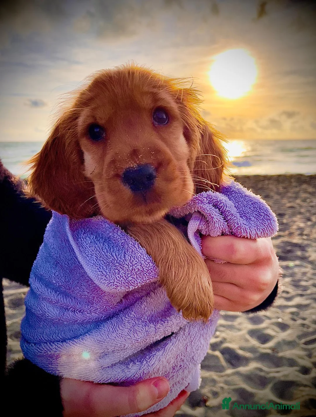 Cocker cani in vendita: Cuccioli Cocker Spaniel Inglese con pedigree ENCI a Città metropolitana di Roma Capitale - Annuncio 2