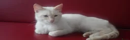 Meticcio gatti in regalo: Micio entro 1anno bianco occhi azzurri. 0SARDEGNA - Annuncio 3