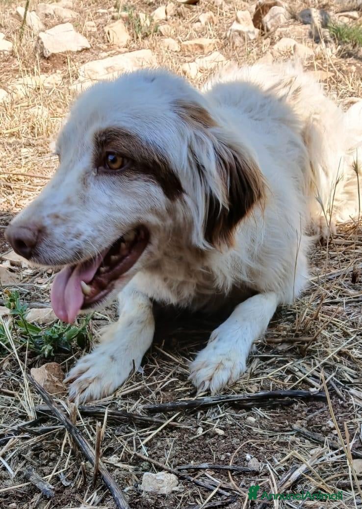 Meticcio cani Oliver, dolcissimo setter, cerca adozione - Annuncio 9