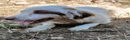 Meticcio cani in regalo: Oliver, dolcissimo setter, cerca adozione - Annuncio 1