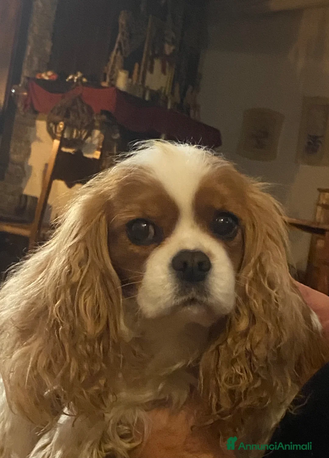 Cavalier King cani in vendita: Cavalier king Rubin con pedigree - Annuncio 2