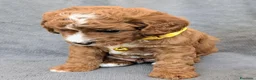 Cavapoo cani in vendita: Splendidi cuccioli di Cavapoo F1B a Città metropolitana di Milano - Annuncio 31