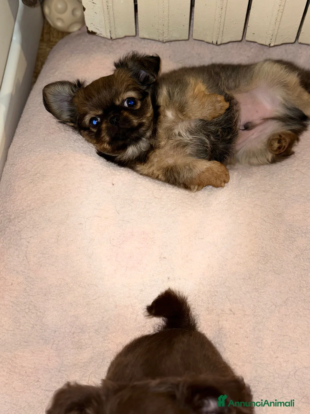 Chihuahua cani in vendita: Chihuahua mini - Annuncio 5