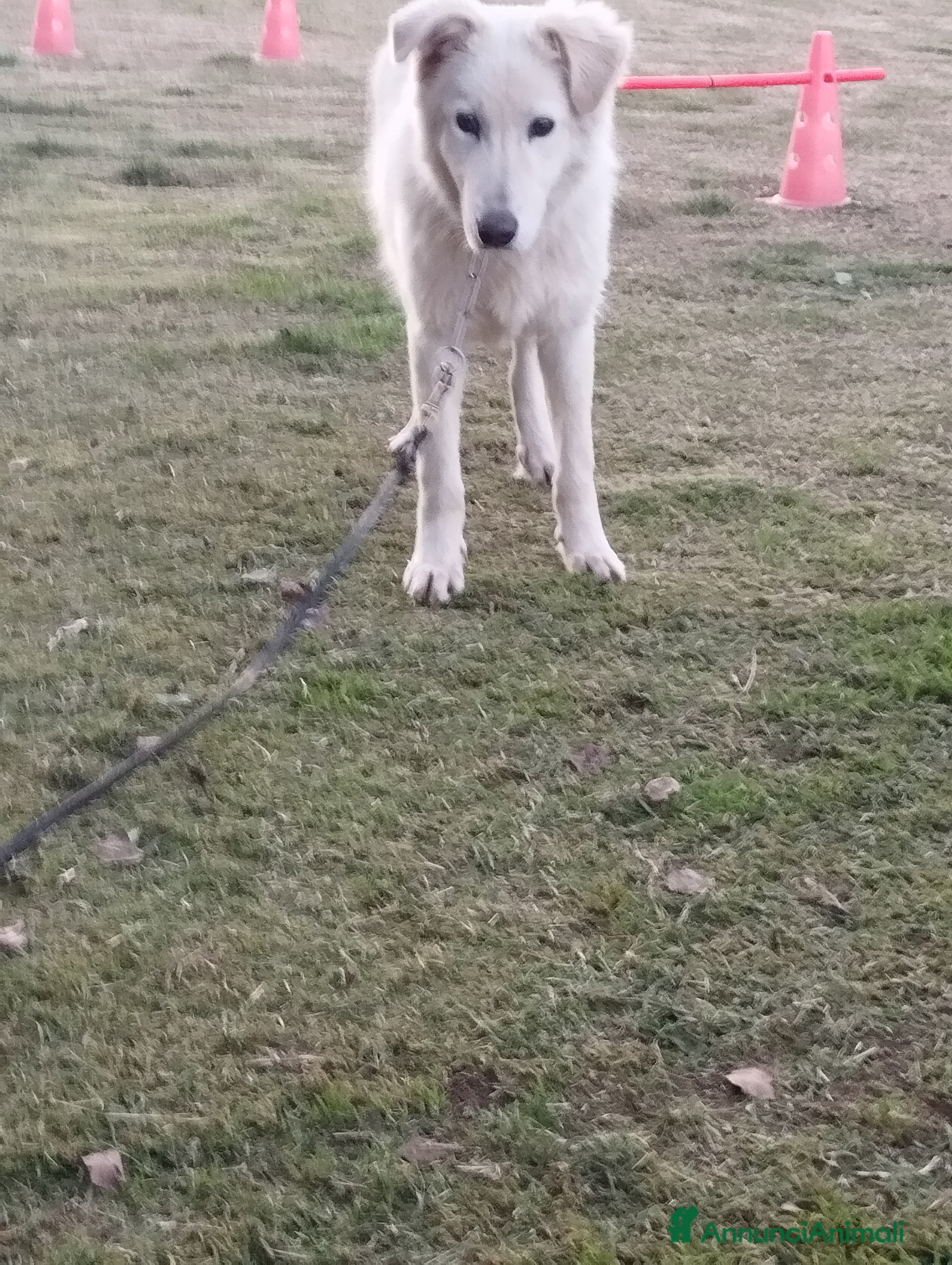 Pastore Maremmano cani Simpatico derek - Annuncio 23