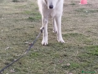 Pastore Maremmano cani Simpatico derek - Annuncio 24