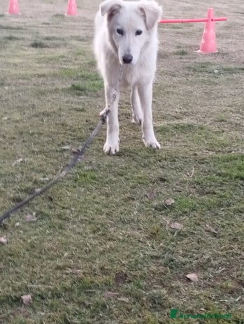 Pastore Maremmano cani - Annuncio 17