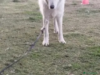 Pastore Maremmano cani Simpatico derek - Annuncio 7