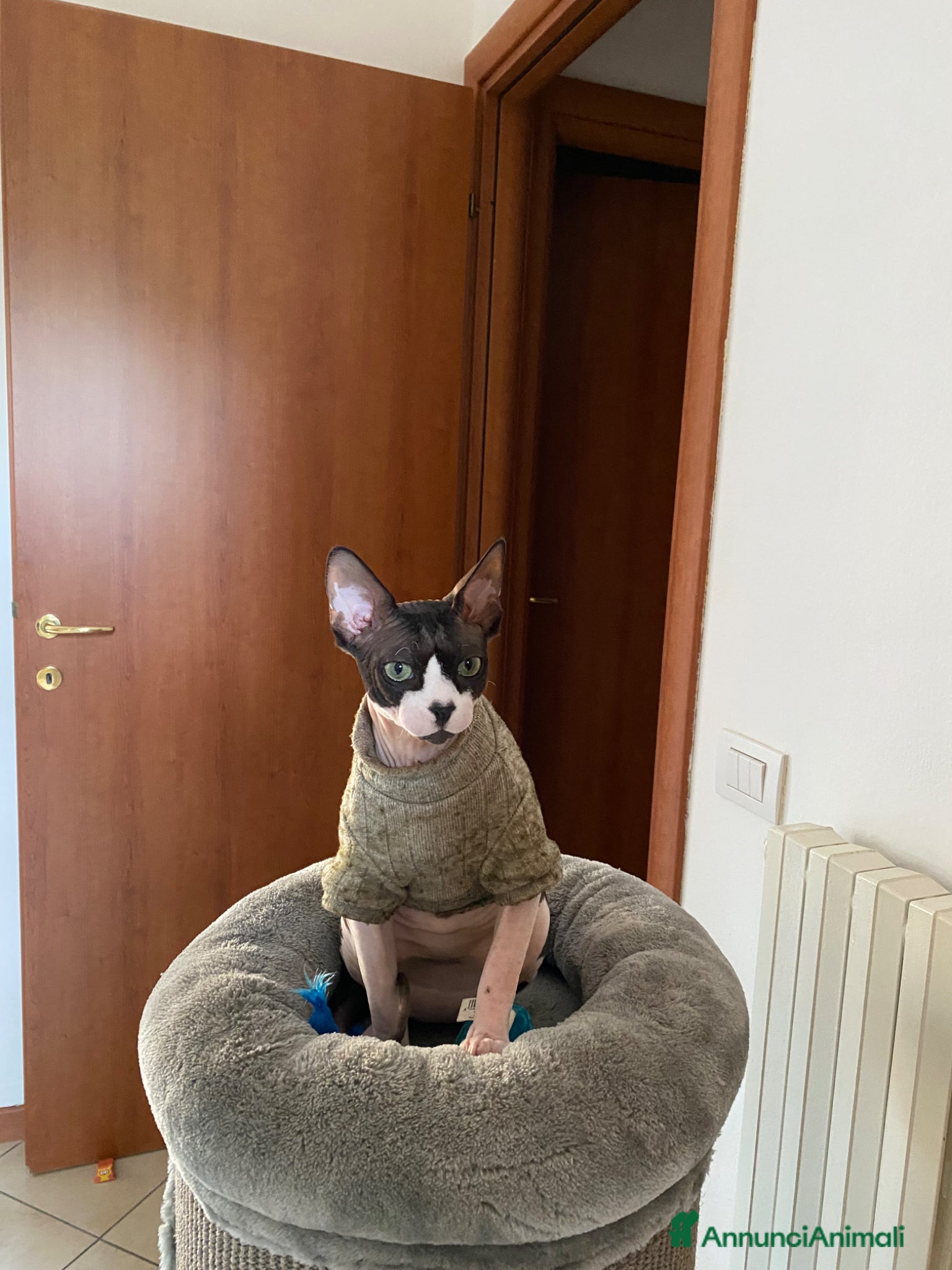 Sphynx gatti Sphynx bicolore  - Annuncio 1
