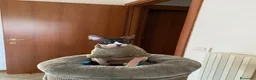 Sphynx gatti in vendita: Sphynx bicolore  a Provincia di Verona - Annuncio 1