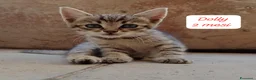 Europeo gatti in regalo: Urgenti famiglie per questi gattini  a Provincia di Monza e della Brianza - Annuncio 9