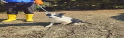 Meticcio cani in regalo: amelie - Annuncio 3