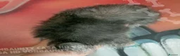 Volpino Pomerania cani in vendita: Cuccioli di Pomerania con Pedigree - Annuncio 10